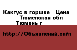 Кактус в горшке › Цена ­ 50 - Тюменская обл., Тюмень г.  »    